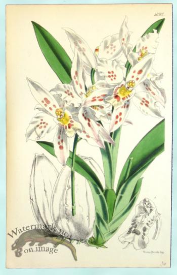 Curtis Orchids 24